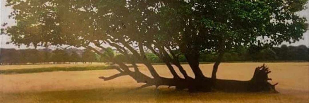 AladierUrbano's profile banner image