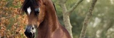 Eman🇯🇴 banner