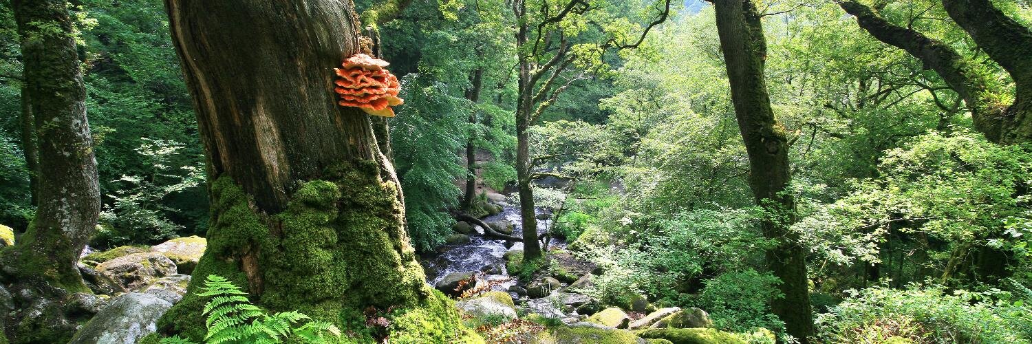 Becky Falls Dartmoor banner