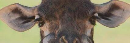 ozlemmmertel's profile banner image