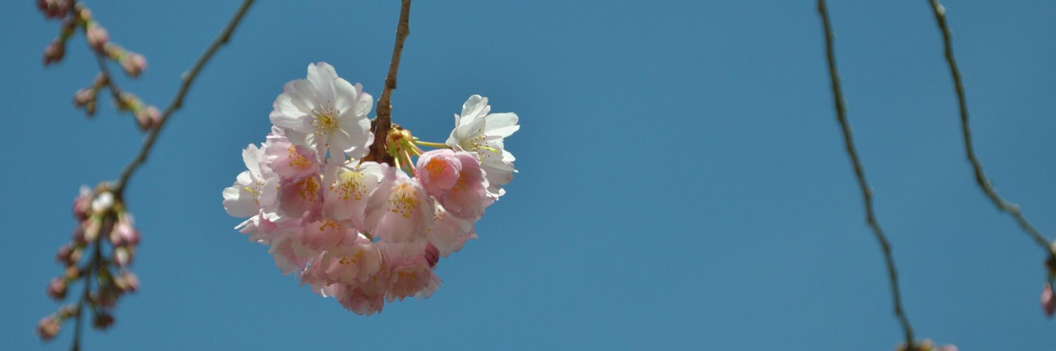Dietergickel's profile banner image