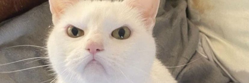 THARKI SASNKARI banner