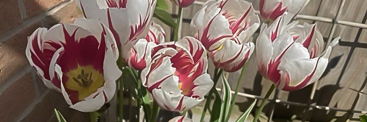 Berries (@) after dm banner