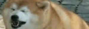 Rishib31's profile banner image