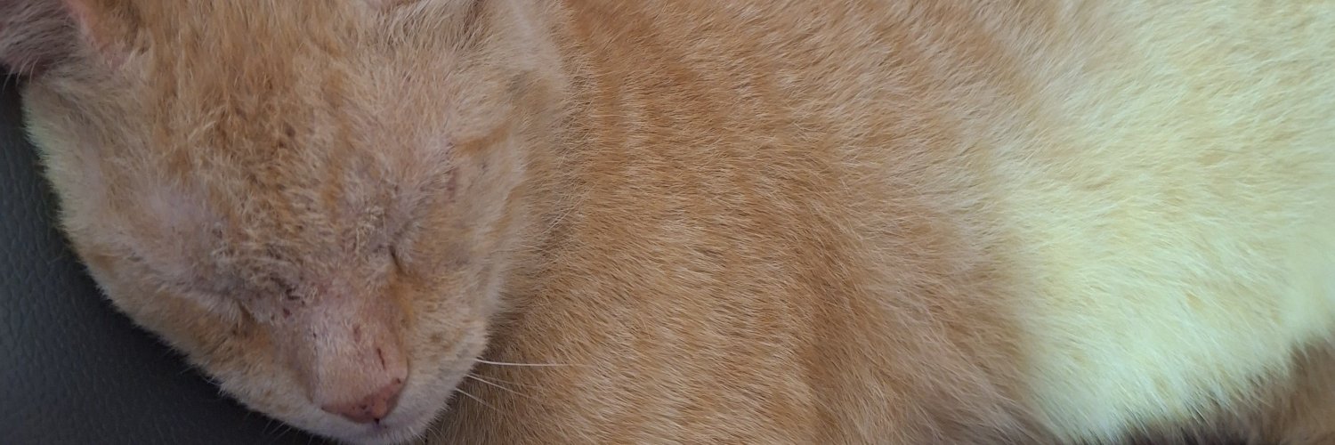 Alexa_JB's profile banner image