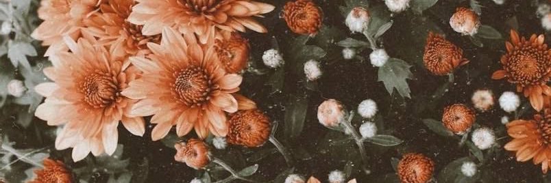 IsabellaPerezBi's profile banner image
