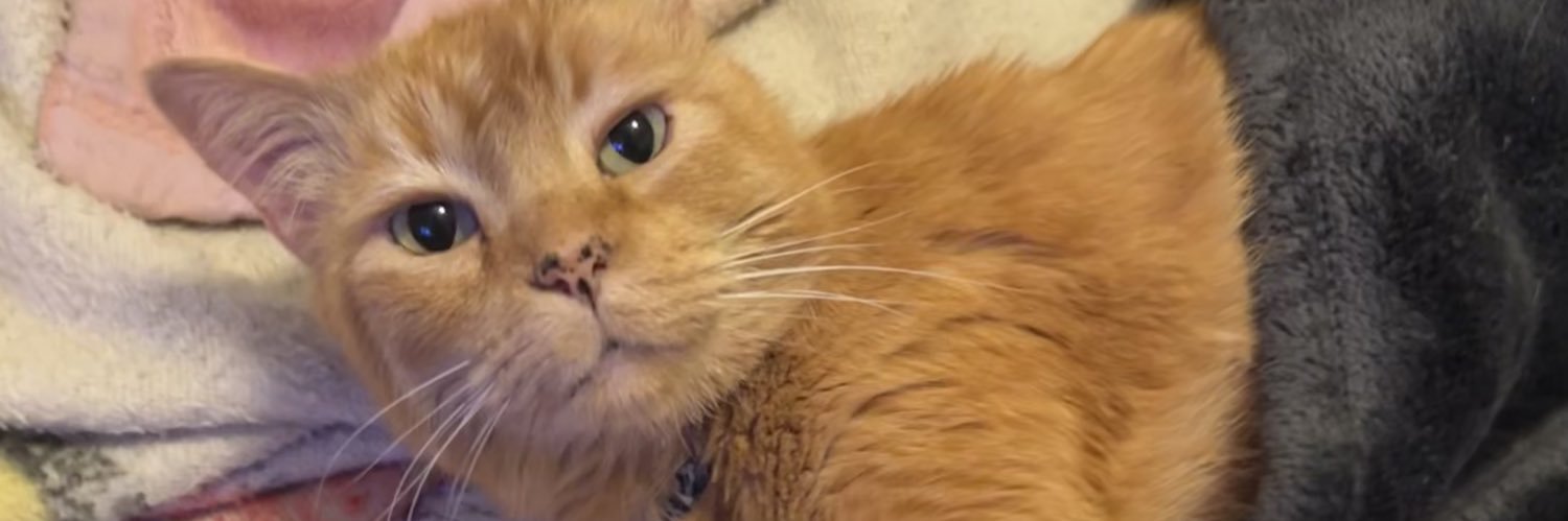 Chase’s Card Collection banner