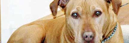 Ian J Harvey Bark With Byte contrarian media guru's banner