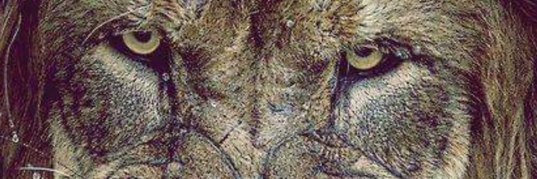 Franssv7's profile banner image