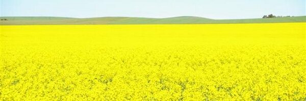 CentreState Profile Banner