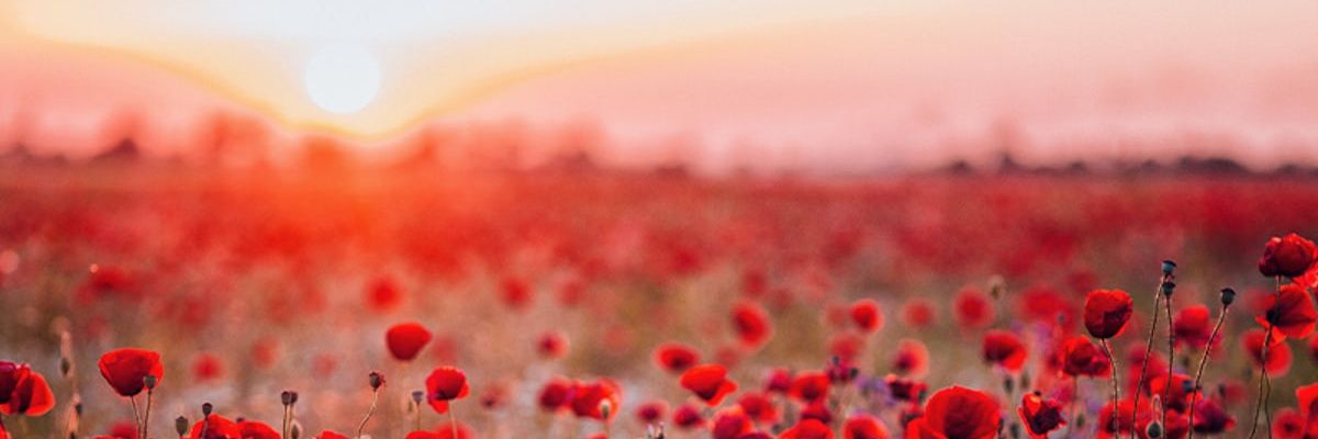 ریحانه سلطانی نژاد🕊 banner