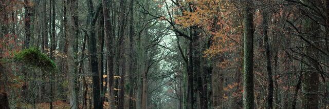 ˢᵗᵉᵛᵉ ᴴᵃʳʳⁱᵍᵗᵒⁿ banner