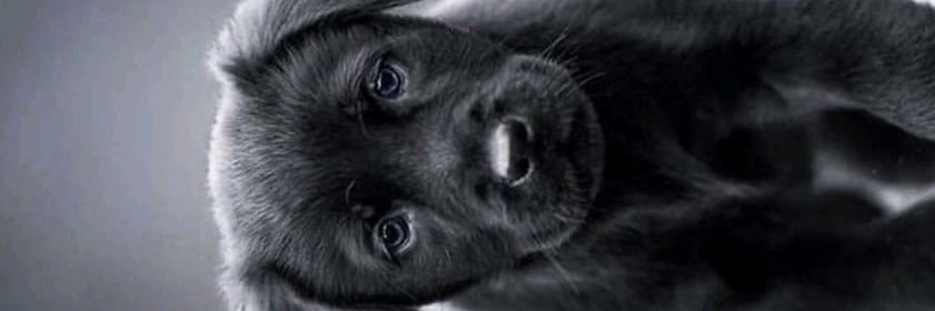 Ebeegimba's profile banner image