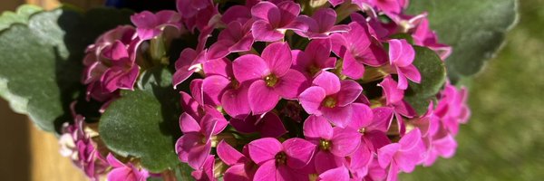 IsabelleAmen Profile Banner