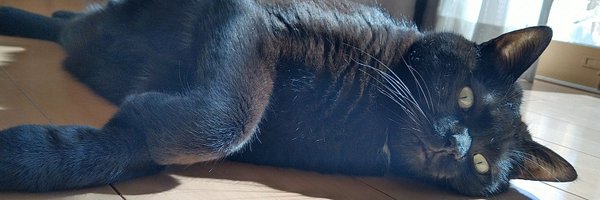 polypterus3cat Profile Banner