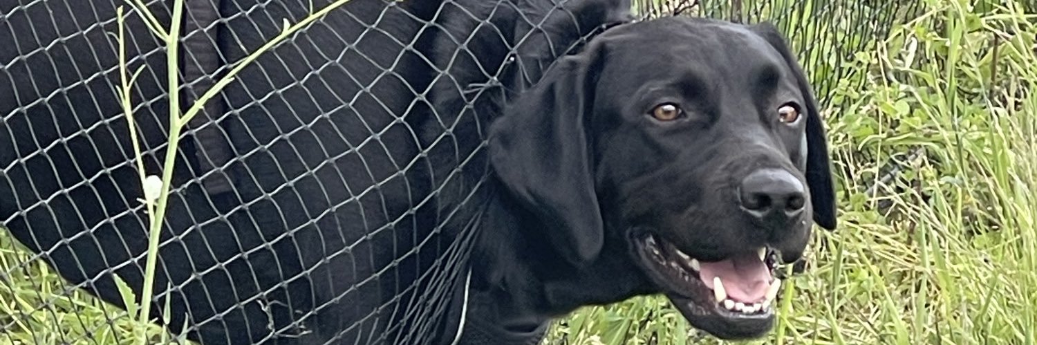 Will banner