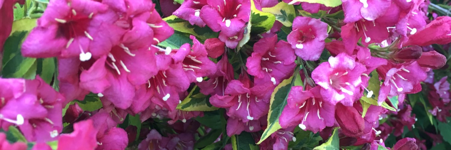 AnjanetteRoseJ's profile banner image