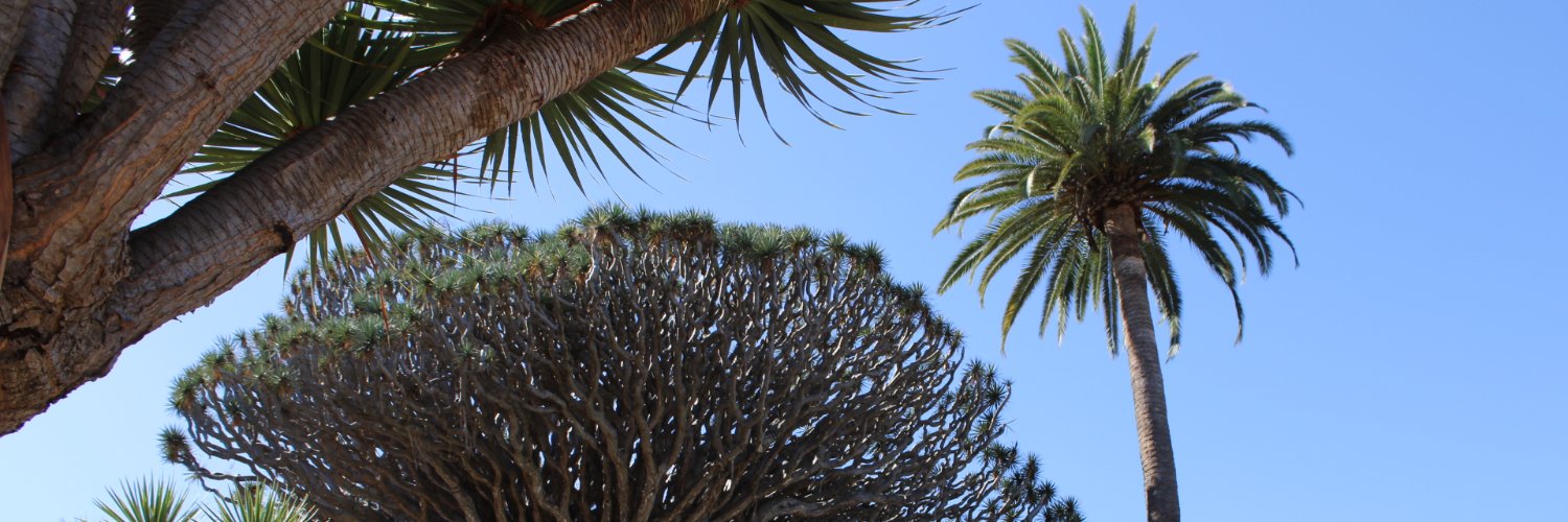 Icod de los Vinos banner