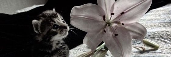 ☠︎ banner