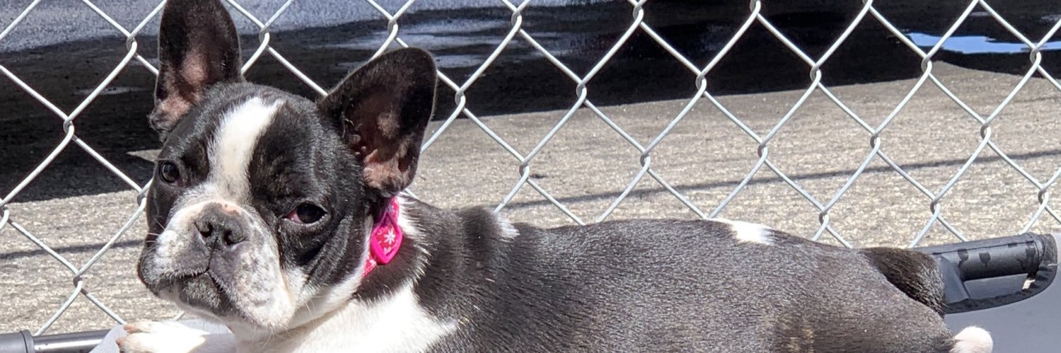 Jamie Pat 🐾🎀🙋🏼‍♀️ banner