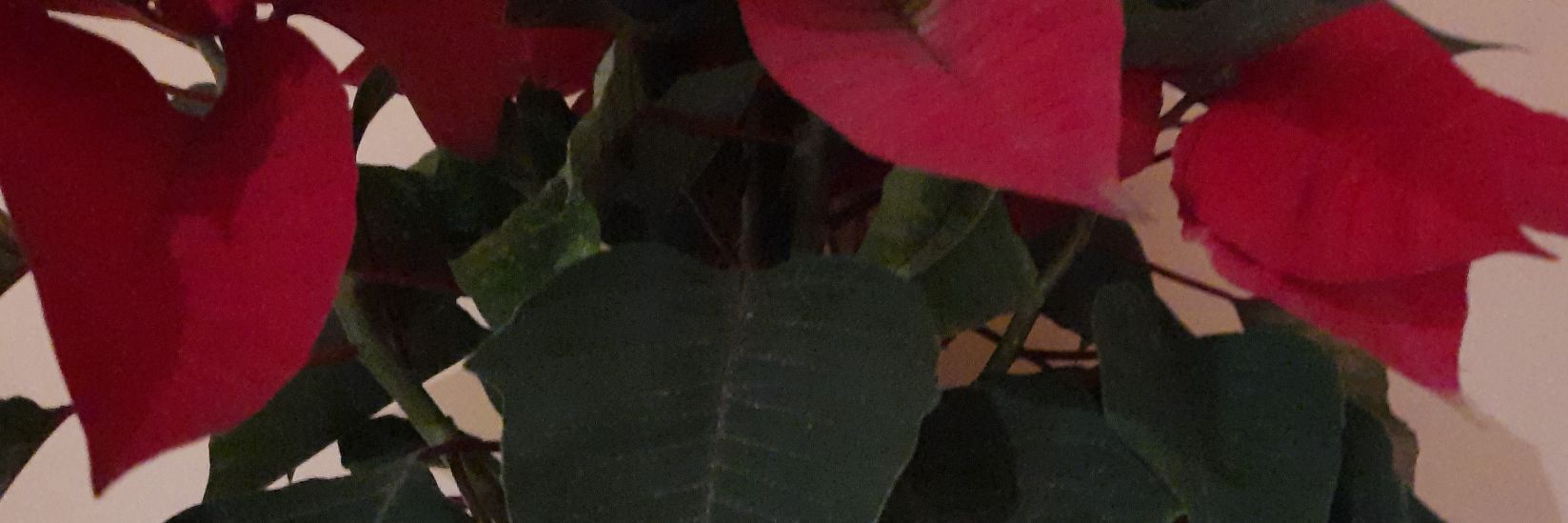 Olga Vilà Armadàs banner