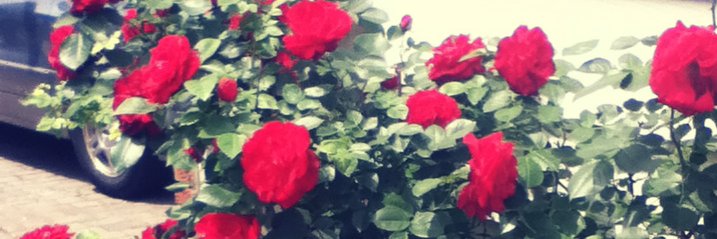 Cashmere the Cryptid banner