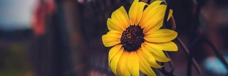 belohlujanera's profile banner image
