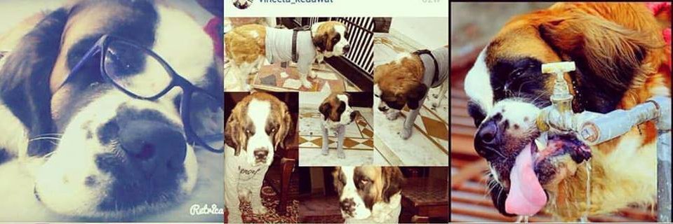 Shalini Gupta banner