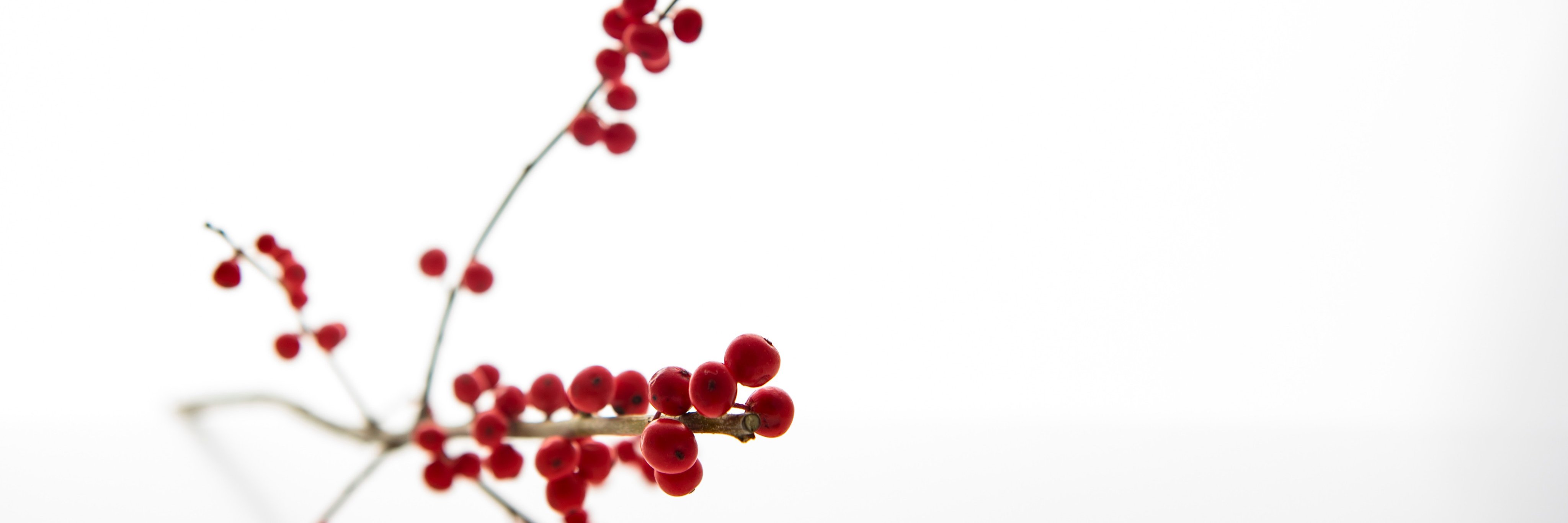 TJanakka's profile banner image