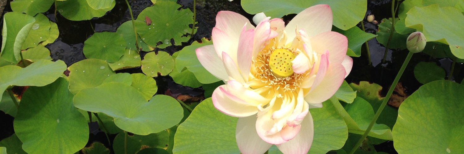 Leslie Anne Campbell banner