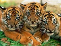 Arvitha_Doodz's profile banner image