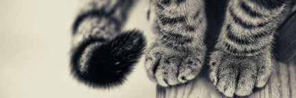 kimipcin's profile banner image