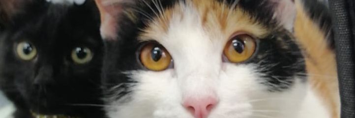 juagarva's profile banner image