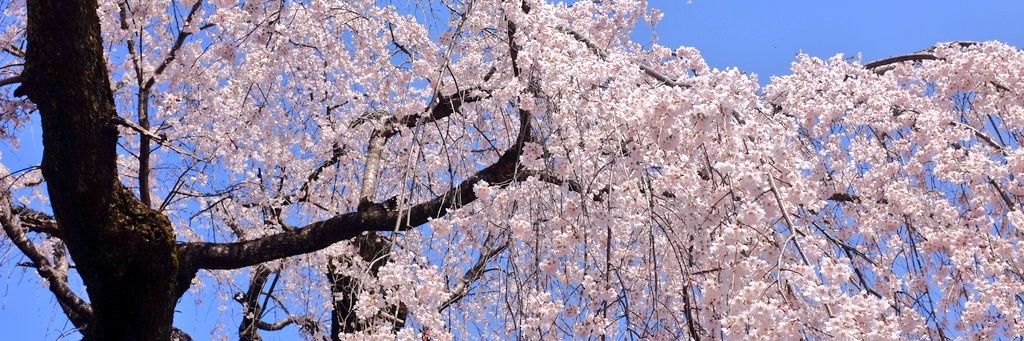 ふえるにゃん banner