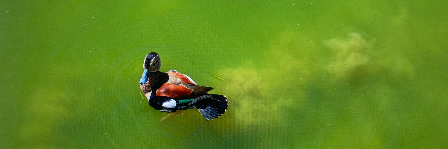 Frédéric ALLINNE banner