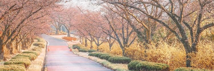 indahcho_'s profile banner image
