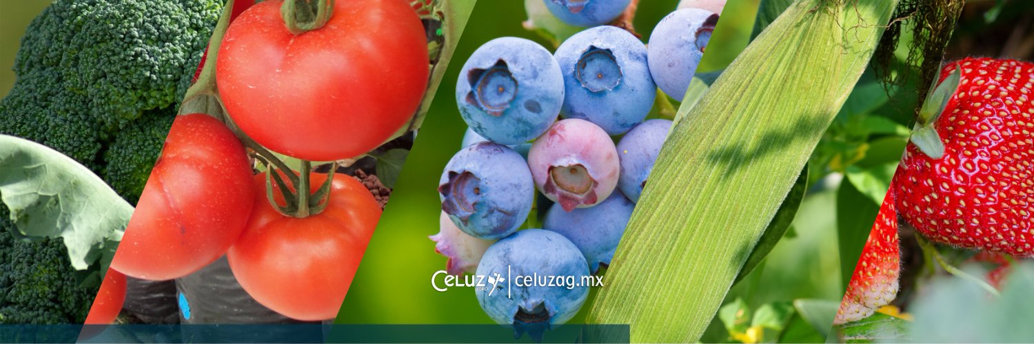 CeluzAgro's profile banner image