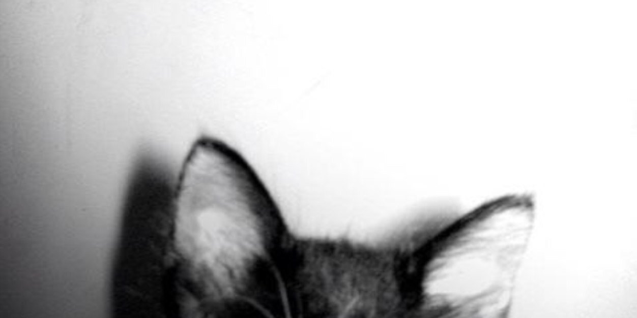 CorcoranTalia's profile banner image