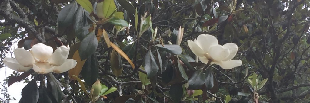 ShanteleVision's profile banner image