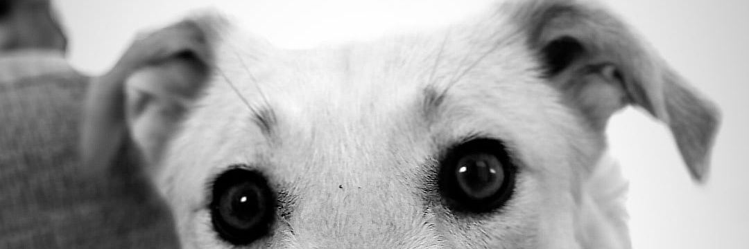 Estefigoni's profile banner image