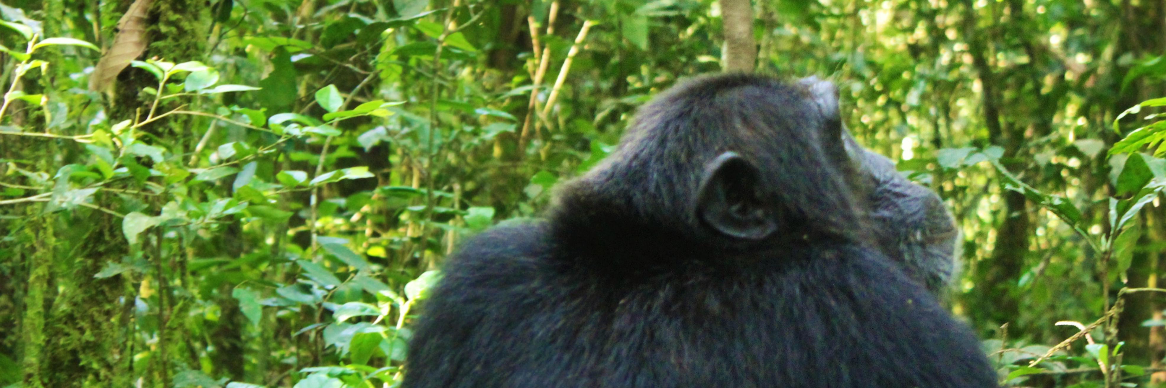 IUCNDC's profile banner image