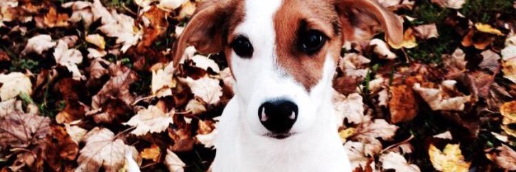 Malinflod's profile banner image