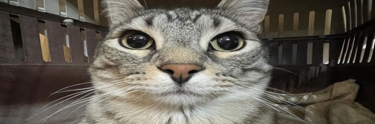 AccountXofCats's profile banner image