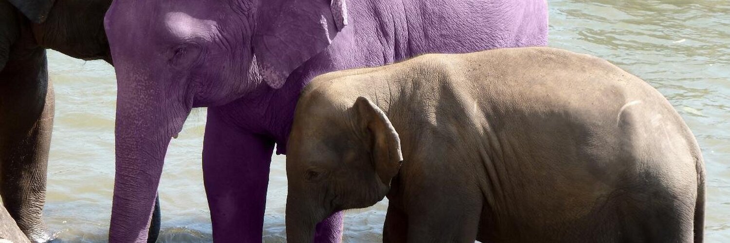 Purple Elephant Pol (ElephantConsult) Twitter