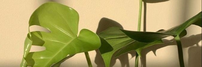 Si Joni? banner