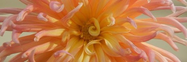 iris3mily Profile Banner