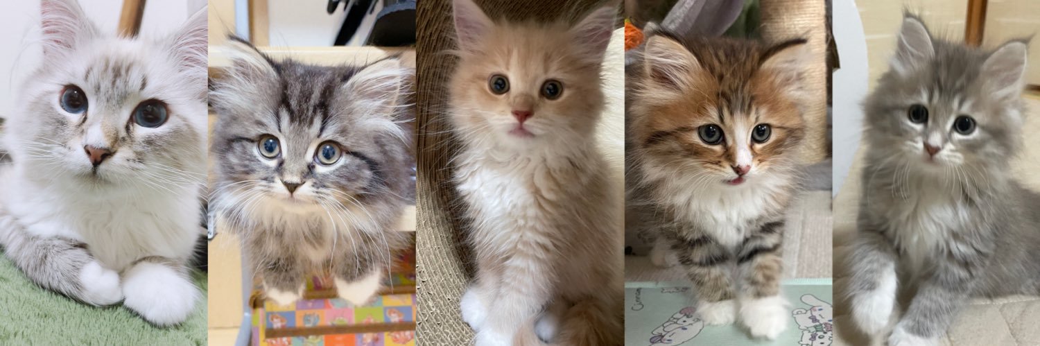 𝚈𝚞𝚞𝚗𝚊 banner