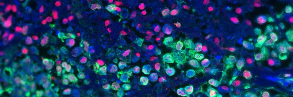 Spencer__Lab Profile Banner