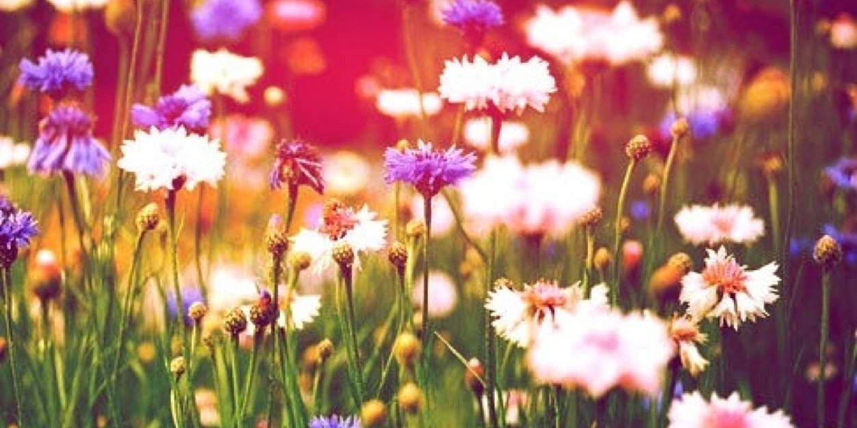 mariapulenta's profile banner image