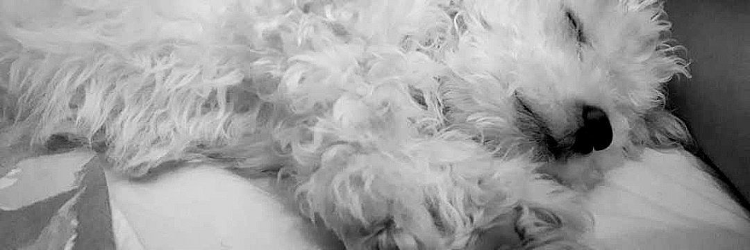GSheiii's profile banner image